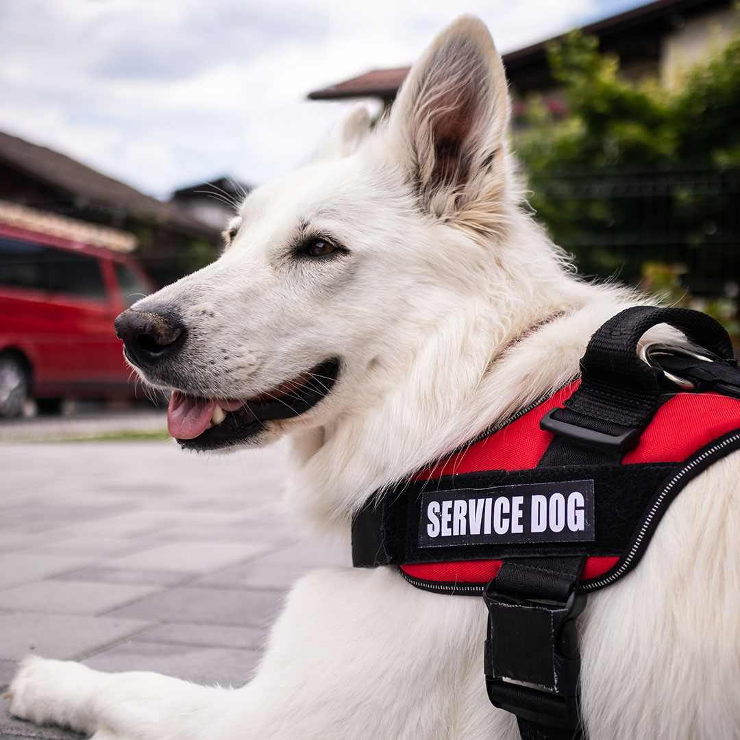 EFMP Lunch & Learn: Service Animals